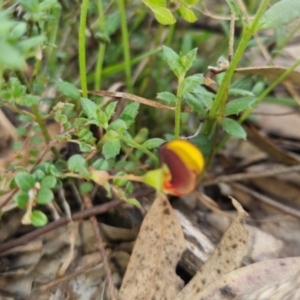 Bossiaea buxifolia at Bungendore, NSW - 13 Oct 2022 03:35 PM