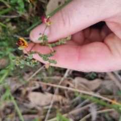 Bossiaea buxifolia at Bungendore, NSW - 13 Oct 2022