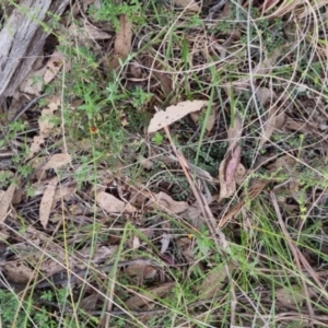 Bossiaea buxifolia at Bungendore, NSW - 13 Oct 2022 03:35 PM