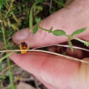 Bossiaea buxifolia at Bungendore, NSW - 13 Oct 2022