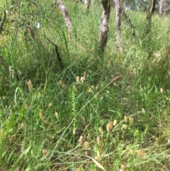 Microtis sp. at Yarralumla, ACT - 23 Nov 2021