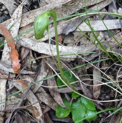 Pterostylis nutans (Nodding Greenhood) at Tidbinbilla Nature Reserve - 11 Oct 2022 by GirtsO