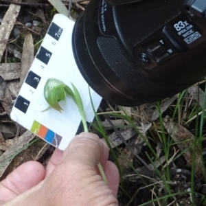 Pterostylis nutans at Paddys River, ACT - 12 Oct 2022