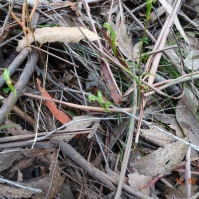 Bunochilus sp. (Leafy Greenhood) at Paddys River, ACT - 11 Oct 2022 by GirtsO