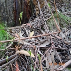 Bunochilus sp. at Paddys River, ACT - 12 Oct 2022