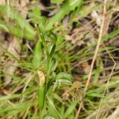 Bunochilus sp. (Leafy Greenhood) at Paddys River, ACT - 12 Oct 2022 by JohnBundock