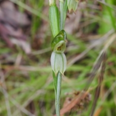 Bunochilus sp. at Paddys River, ACT - suppressed