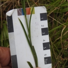 Bunochilus sp. at Paddys River, ACT - suppressed