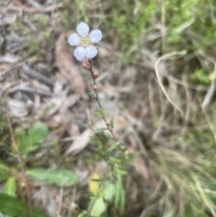 Gaudium multicaule at Aranda, ACT - 13 Oct 2022 05:24 PM