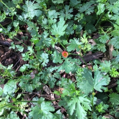 Modiola caroliniana (Red-flowered Mallow) at Stirling Park - 7 Nov 2021 by grakymhirth@tpg.com