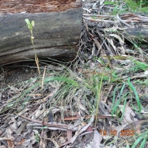 Bunochilus sp. at Paddys River, ACT - 12 Oct 2022