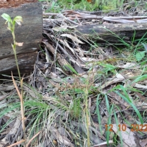 Bunochilus sp. at Paddys River, ACT - 12 Oct 2022