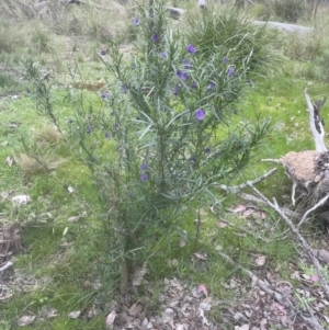 Solanum linearifolium at Aranda, ACT - 13 Oct 2022