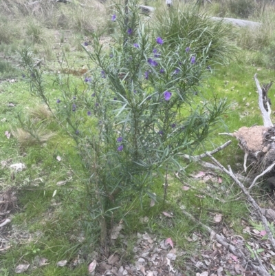 Solanum linearifolium (Kangaroo Apple) at Aranda, ACT - 13 Oct 2022 by lbradley