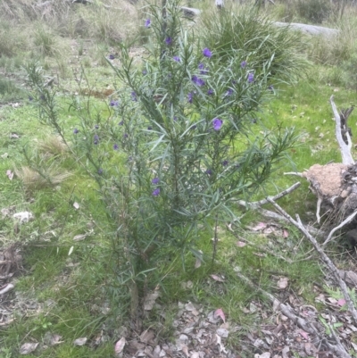 Solanum linearifolium (Kangaroo Apple) at Point 73 - 13 Oct 2022 by lbradley