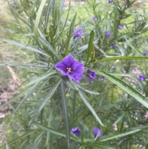 Solanum linearifolium at Aranda, ACT - 13 Oct 2022