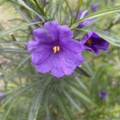 Solanum linearifolium at Aranda, ACT - 13 Oct 2022