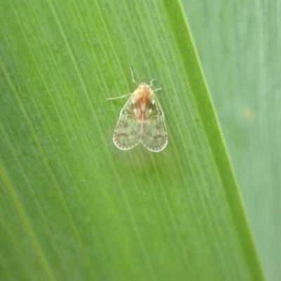 Saccharodite chrysonoe (Derbid planthopper) at Murrumbateman, NSW - 12 Oct 2022 by SimoneC