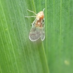 Saccharodite chrysonoe at Murrumbateman, NSW - 12 Oct 2022