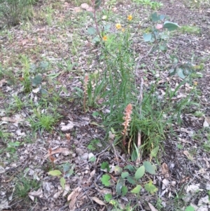 Orobanche minor at Yarralumla, ACT - 7 Nov 2021