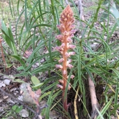 Orobanche minor at Yarralumla, ACT - 7 Nov 2021