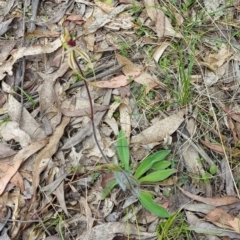 Caladenia parva (Brown-clubbed Spider Orchid) at Tidbinbilla Nature Reserve - 12 Oct 2022 by GirtsO