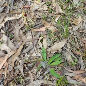 Caladenia parva at Paddys River, ACT - suppressed