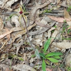 Caladenia parva at Paddys River, ACT - suppressed