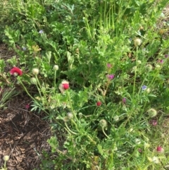 Papaver dubium (Longhead Poppy) at Stirling Park - 7 Nov 2021 by grakymhirth@tpg.com