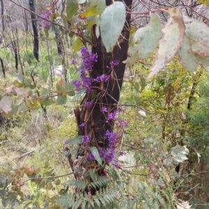 Hardenbergia violacea at Paddys River, ACT - 12 Oct 2022