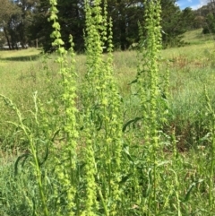 Rumex crispus (Curled Dock) at Stirling Park - 7 Nov 2021 by grakymhirth@tpg.com