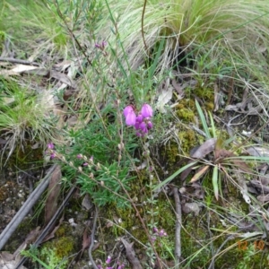 Tetratheca bauerifolia at Paddys River, ACT - 12 Oct 2022 12:04 PM