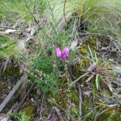 Tetratheca bauerifolia (Heath Pink-bells) at Paddys River, ACT - 12 Oct 2022 by GirtsO