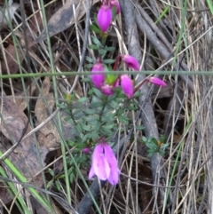 Tetratheca bauerifolia at Paddys River, ACT - 12 Oct 2022