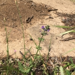 Salvia verbenaca var. verbenaca (Wild Sage) at Stirling Park - 7 Nov 2021 by grakymhirth@tpg.com