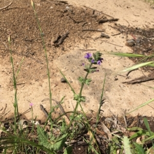 Salvia verbenaca var. verbenaca at Yarralumla, ACT - 7 Nov 2021