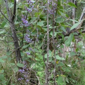 Comesperma volubile at Paddys River, ACT - 12 Oct 2022