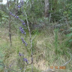 Comesperma volubile at Paddys River, ACT - 12 Oct 2022 12:06 PM