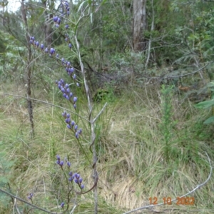 Comesperma volubile at Paddys River, ACT - 12 Oct 2022