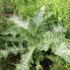 Silybum marianum (Variegated Thistle) at Stirling Park - 7 Nov 2021 by grakymhirth@tpg.com