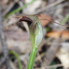 Pterostylis pedunculata (Maroonhood) at Tidbinbilla Nature Reserve - 12 Oct 2022 by JohnBundock