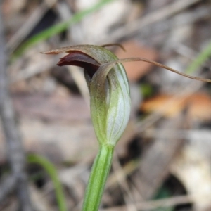 Pterostylis pedunculata at Paddys River, ACT - suppressed