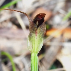 Pterostylis pedunculata at Paddys River, ACT - suppressed