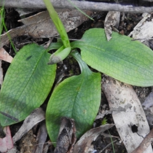 Pterostylis pedunculata at Paddys River, ACT - suppressed