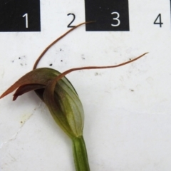 Pterostylis pedunculata at Paddys River, ACT - suppressed