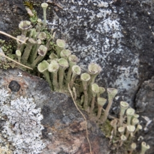 Cladonia sp. (genus) at Paddys River, ACT - 12 Oct 2022