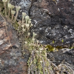 Cladonia sp. (genus) at Paddys River, ACT - 12 Oct 2022