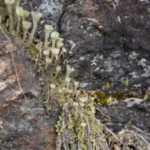 Cladonia sp. (genus) at Paddys River, ACT - 12 Oct 2022