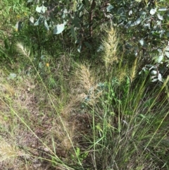 Austrostipa (genus) (A Corkscrew Grass) at Yarralumla, ACT - 7 Nov 2021 by grakymhirth@tpg.com