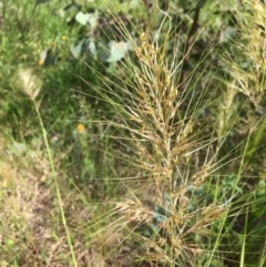 Austrostipa sp. at Yarralumla, ACT - 7 Nov 2021 03:35 PM